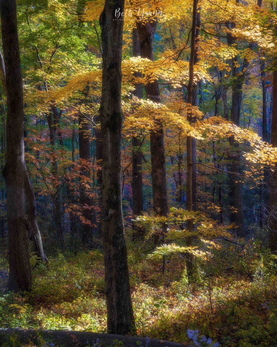 Beth Young tweet media