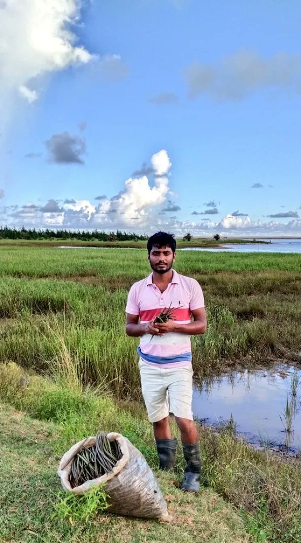 He travelled 210kms in his HondaActiva 5G with 2,500 propagules collected from Devi Estuary and planted at appropriate site among the Salt Marshes in Rushikulya, Odisha 🇮🇳. Aim is to increase mangrove cover at this potential Turtle Mass Nesting Site Well done @SoumyaMarineWL