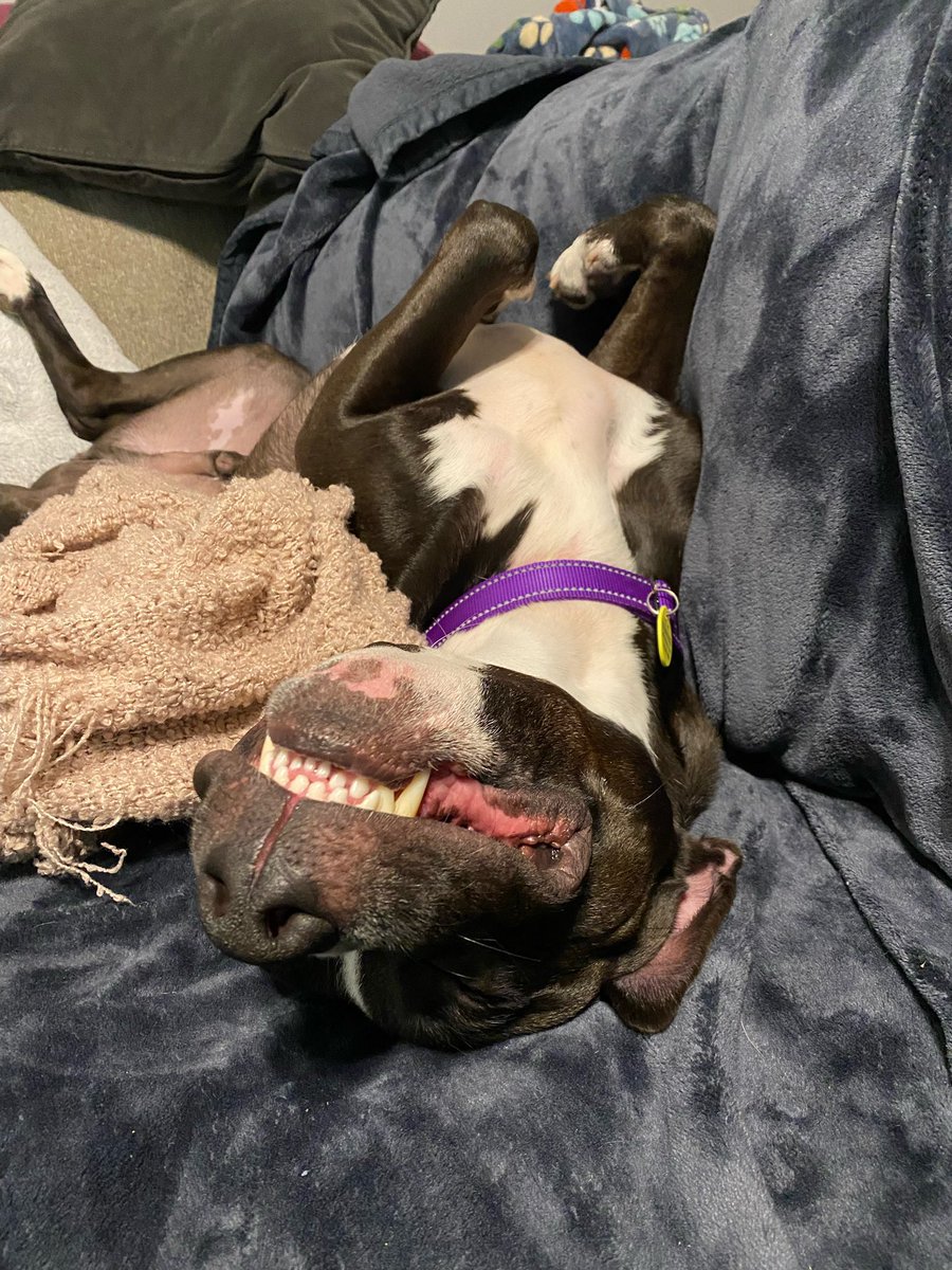 Week one in the books with our buddy Hank! <a href="/1130kath/">Kat 🪩🏳️‍🌈</a>