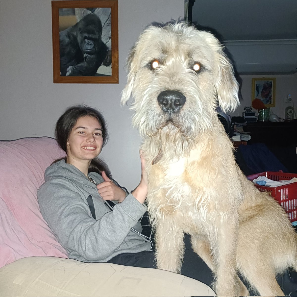 wangdang85's tweet photo. @MandaLHuber Raymond James.... Lap dog https://t.co/WWyK6HBBZv