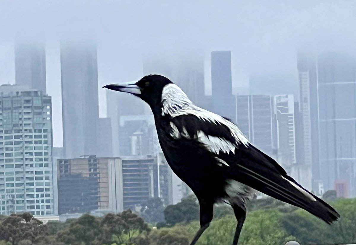 Giant magpie terrorises downtown Melbourne