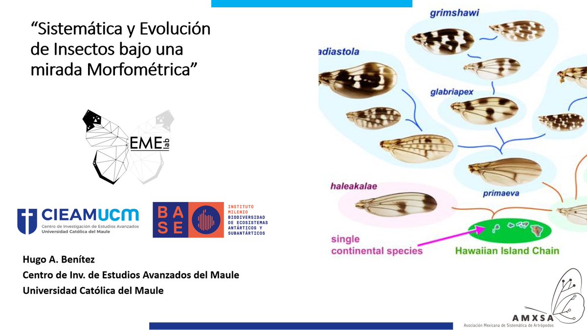 Mañana a las 19:00 hrs (Chile) vía Facebook de la Asociación Mexicana de Sistemática de Artrópodos facebook.com/AMXSA
Estaré presentando online la charla titulada 
“Sistemática y Evolución de Insectos bajo una mirada Morfométrica”
<a href="/CieamU/">CIEAM UCM</a> <a href="/ucatolicamaule/">U.Católica del Maule</a> <a href="/MilenioBASE/">Instituto Milenio BASE</a>