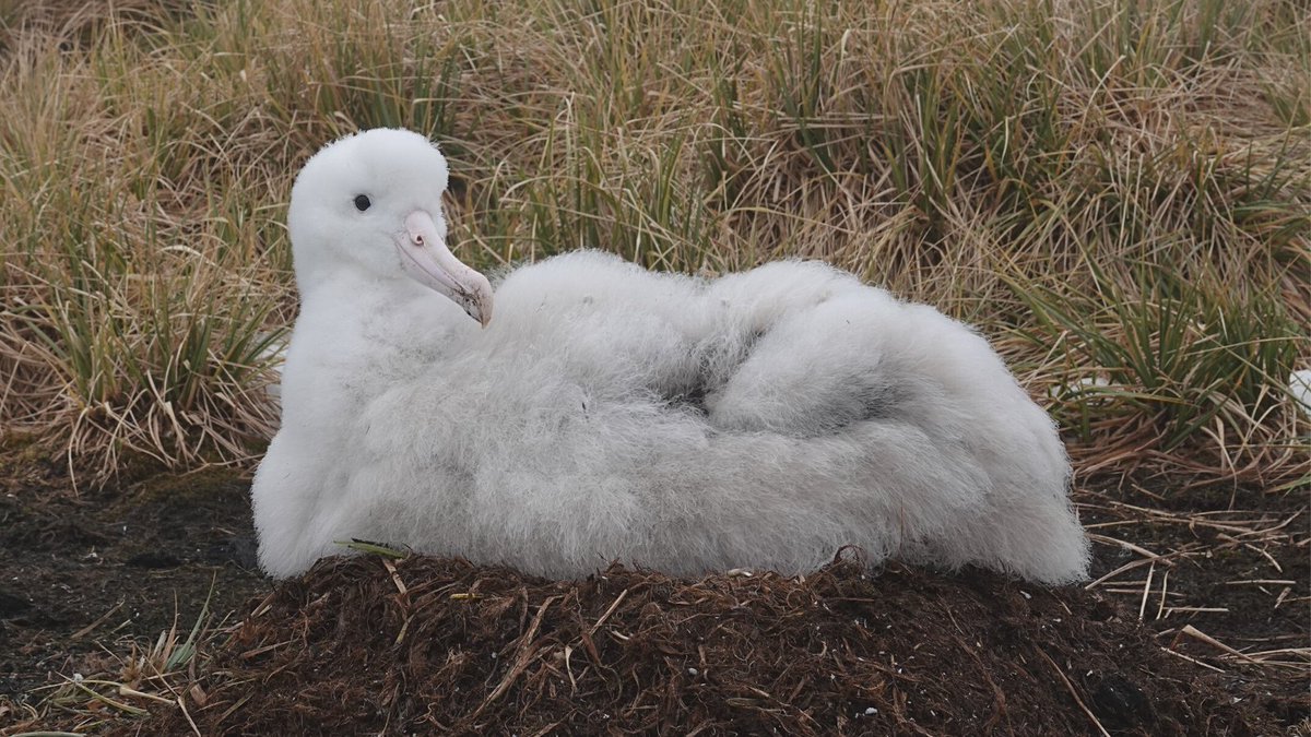 南半球アホウドリ物語 Albatross Story Twitter