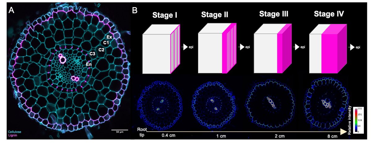 I am very excited to share our last preprint about the developmental framework and genetic regulation of exodermis lignification in tomato! We prove the exodermis does not form a Casparian strip but a polar lignin cap with barrier functions <a href="/bradylabs/">Brady Lab</a> biorxiv.org/content/10.110… 🧵👇