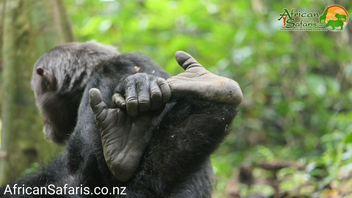 AfricanSafaris's tweet photo. Chimpanzee feet are pretty amazing indeed. Unlike our own, they are prehensile, meaning they have the ability to grasp. This is because their big toes are opposable, like our thumbs. 🐵 ❤️😍🐒

#chimpanzees #chimpanzee #feet #feetfirst https://t.co/XREHqgUi5V