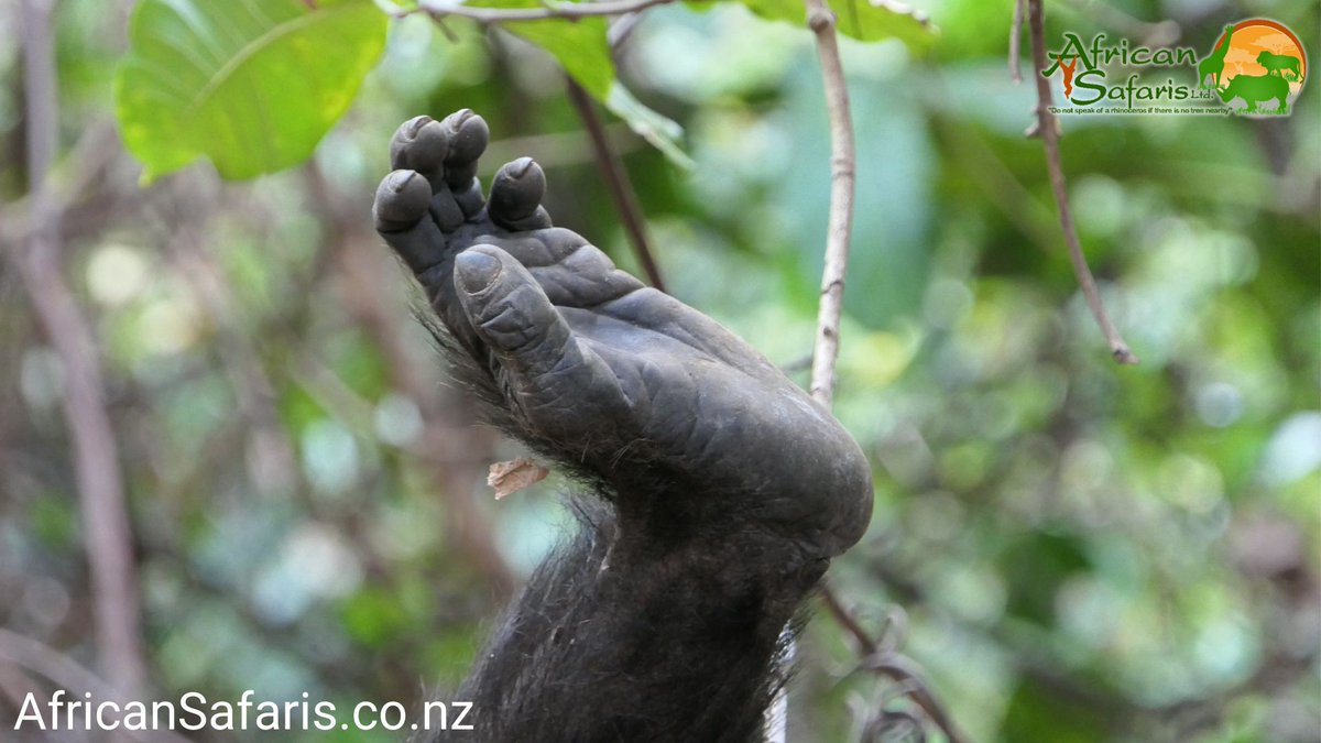 AfricanSafaris's tweet photo. Chimpanzee feet are pretty amazing indeed. Unlike our own, they are prehensile, meaning they have the ability to grasp. This is because their big toes are opposable, like our thumbs. 🐵 ❤️😍🐒

#chimpanzees #chimpanzee #feet #feetfirst https://t.co/XREHqgUi5V