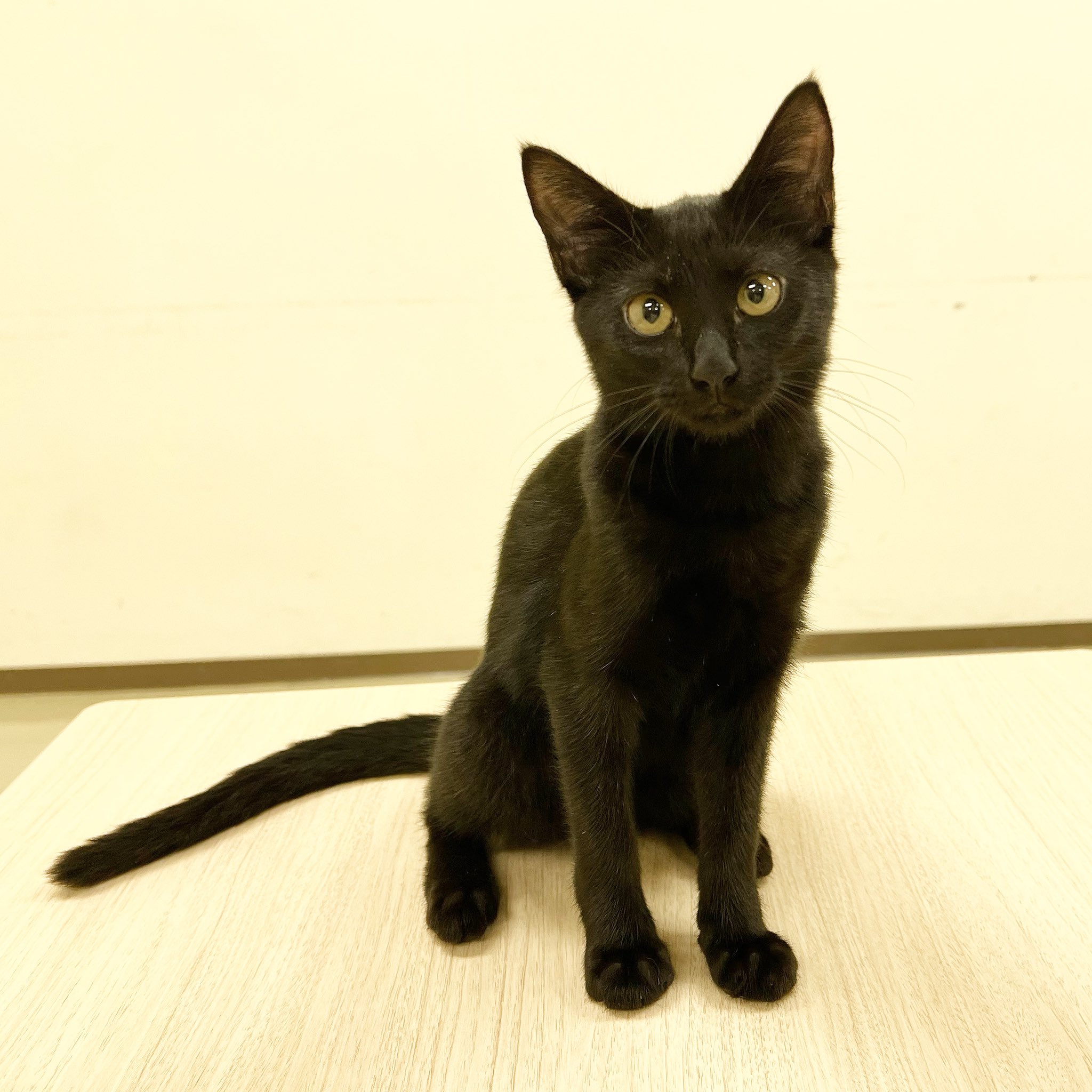 黒猫 黒猫同盟 | Un chat noir | ビクターエンタテインメント