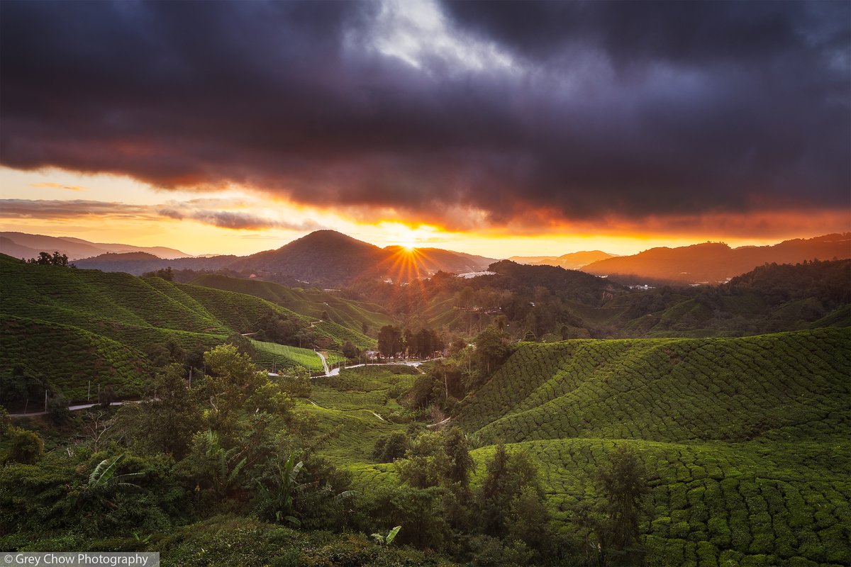 Grey Chow tweet media