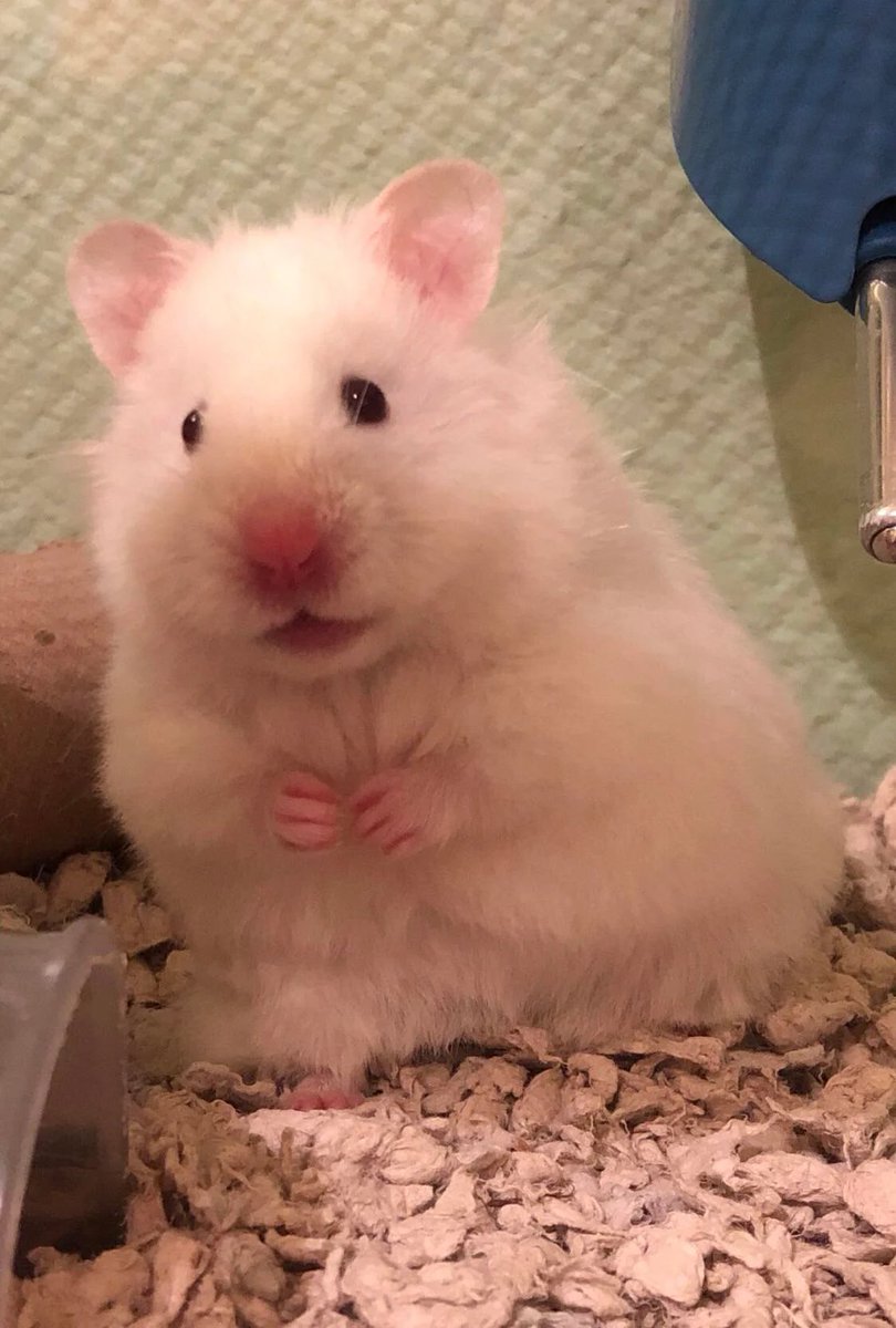 Kenny Pickett would like to start a petition for a smaller regulation size ball during rainy conditions