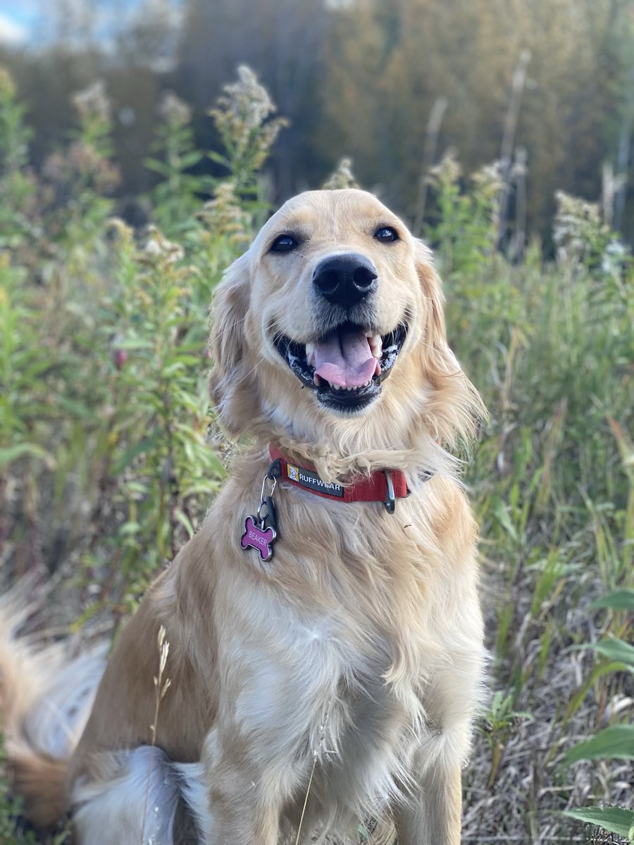 bunsenbernerbmd's tweet photo. Humans have many cares and worries.
Some days can be so very sad.
A dog smile and hug can’t fix the world, but it can help. https://t.co/xKBpsfu4pv