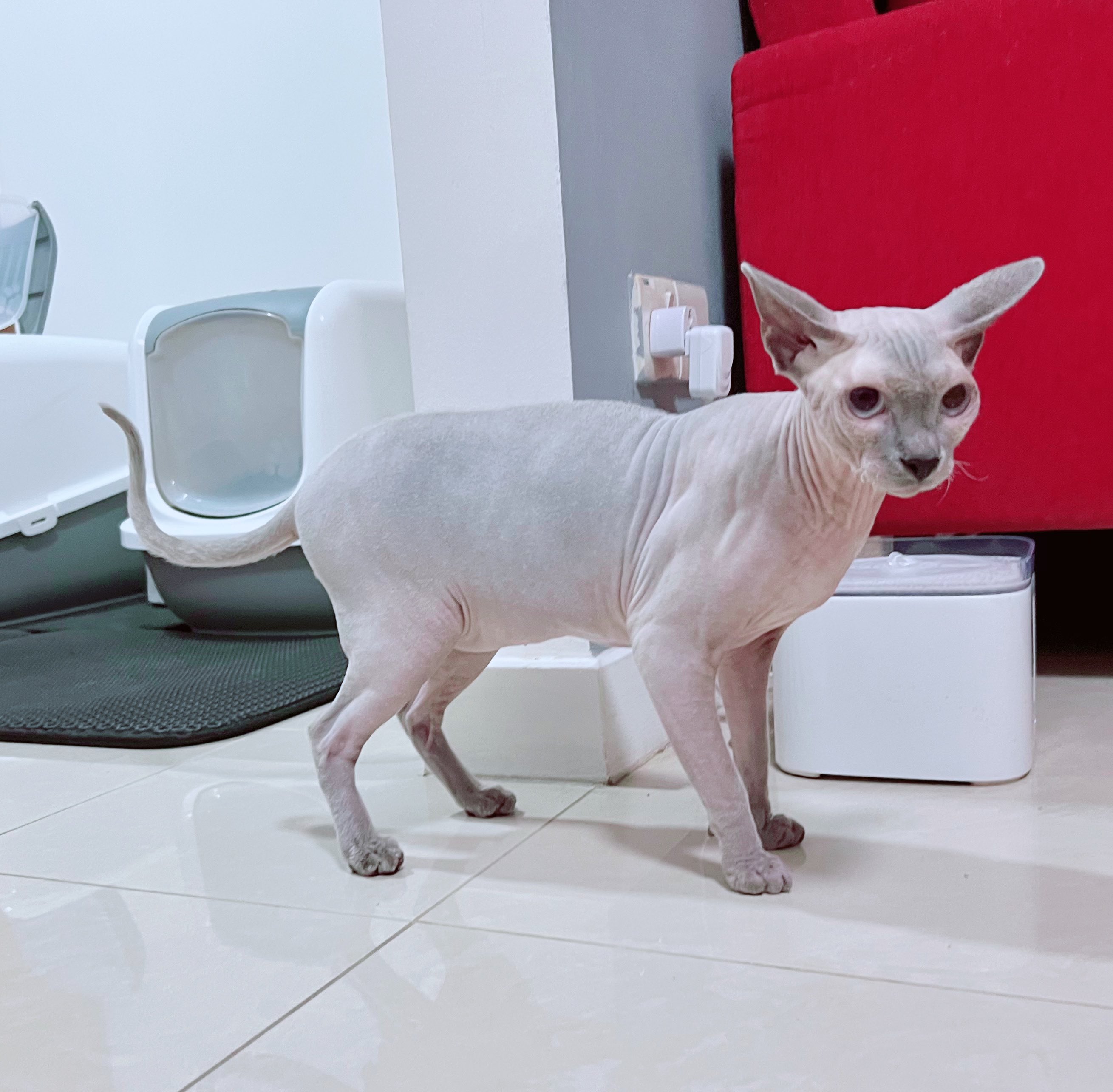 星の国の猫スルタン Starcatssg Twitter