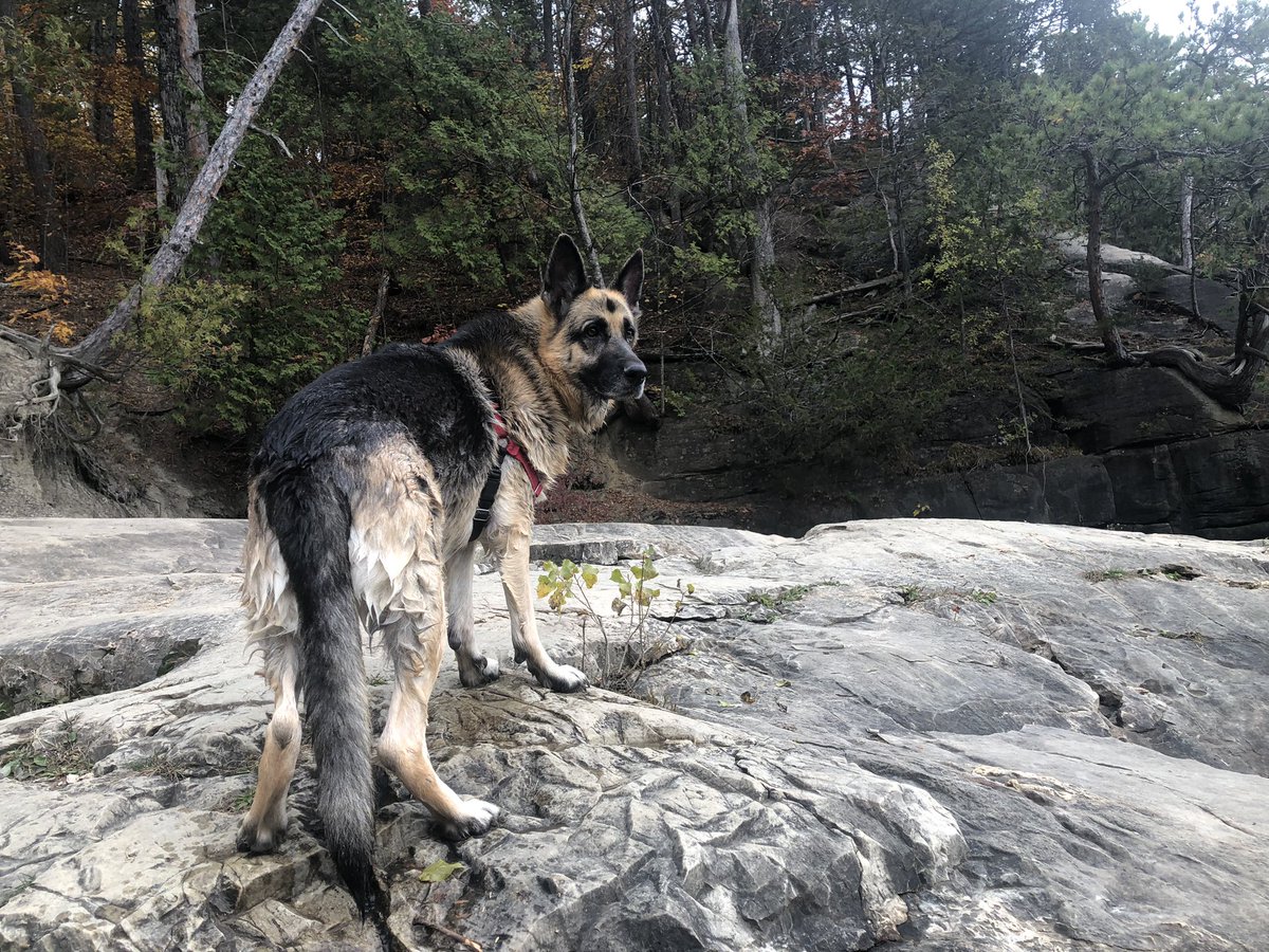 Ayar_Dee's tweet photo. Calm Cove #dogsofvermont https://t.co/tAXY5rd6sn