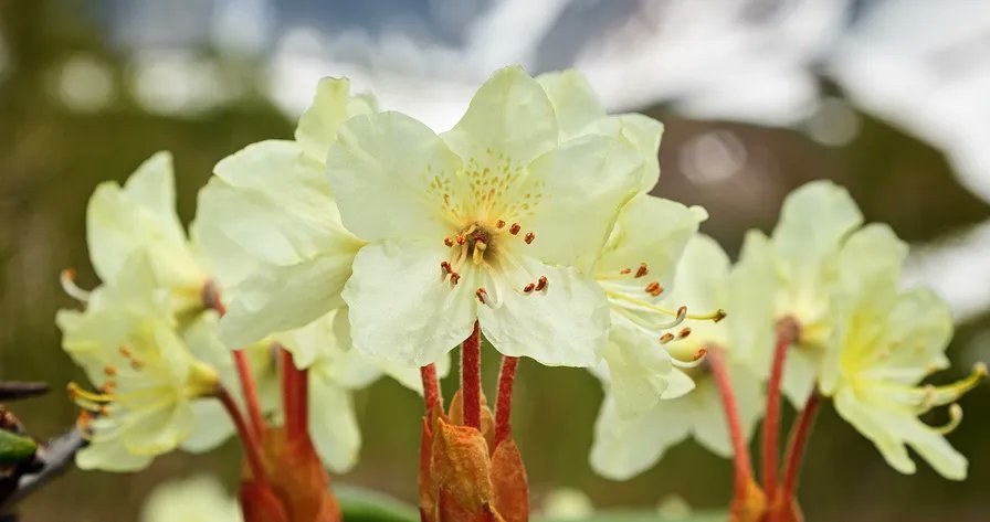 HomeopathyPlus's tweet photo. Remedy Profile: Rhododendron
Think of this remedy for rheumatic and neuralgic pains, orchitis and epididymitis, and symptoms that worsen before a thunderstorm but improve with warmth.
https://t.co/HEDrmWjOMs
#rhododendron #neuralgicpain #orchitis https://t.co/10XLrn3CFR