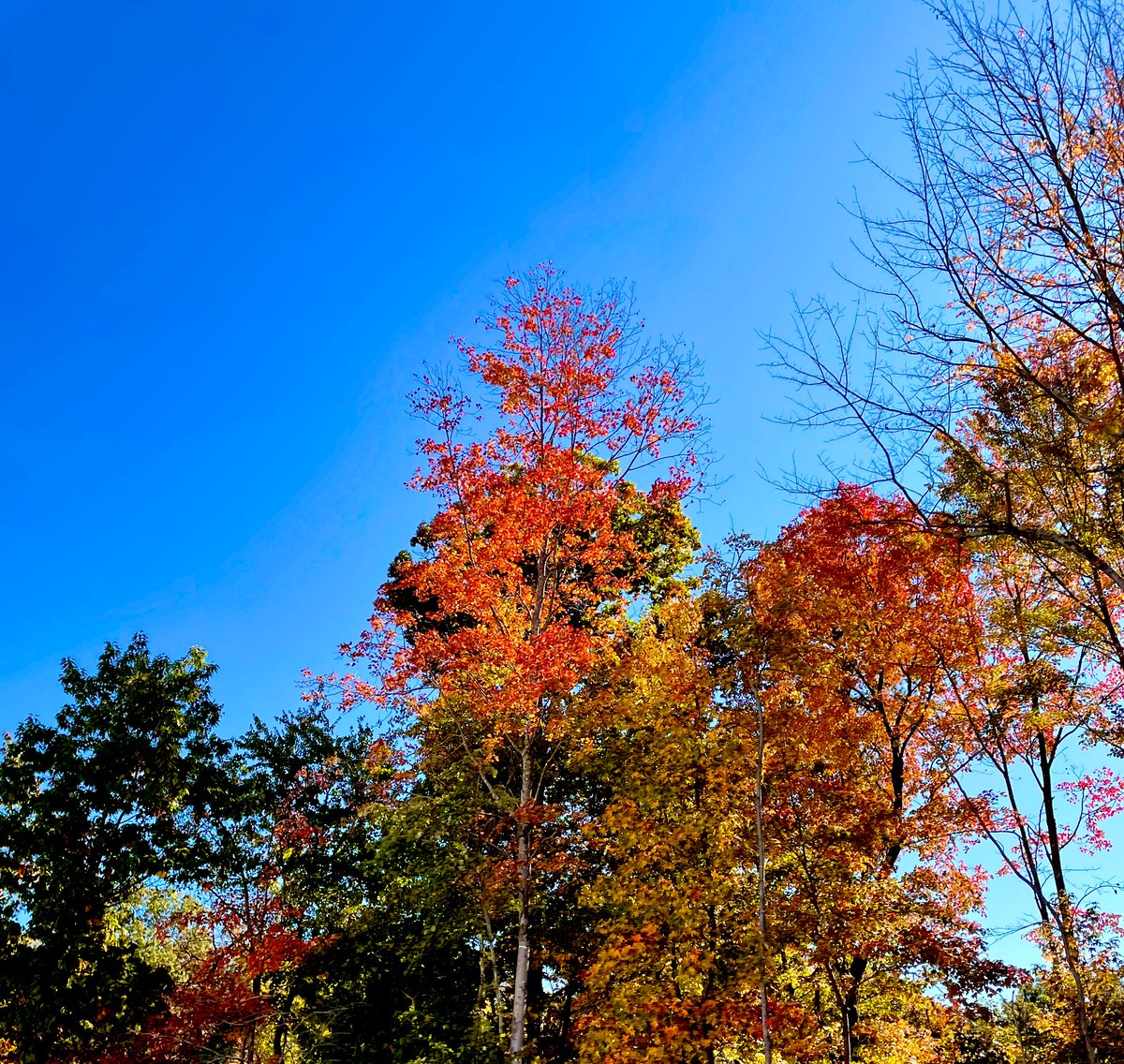 pallabimc's tweet photo. A dose of pumpkin spice lattes, sweater weather and this colorful fall foliage during our getaway in Virginia this weekend 🍁 #fallvibes https://t.co/tewT5XWVSM