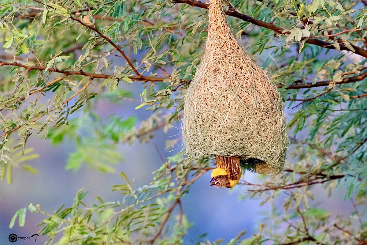 pnkjshm's tweet photo. Happy Deepawali 🪔 

Baya Weaver (Ploceus philippinus)

#IndiAves #Birds #NaturePhotography #birdwatching #birdphotography #BBCWildlifePOTD #BirdsSeenIn2022 #wildlifephotography #BirdTwitter https://t.co/KvpcVZBzO9