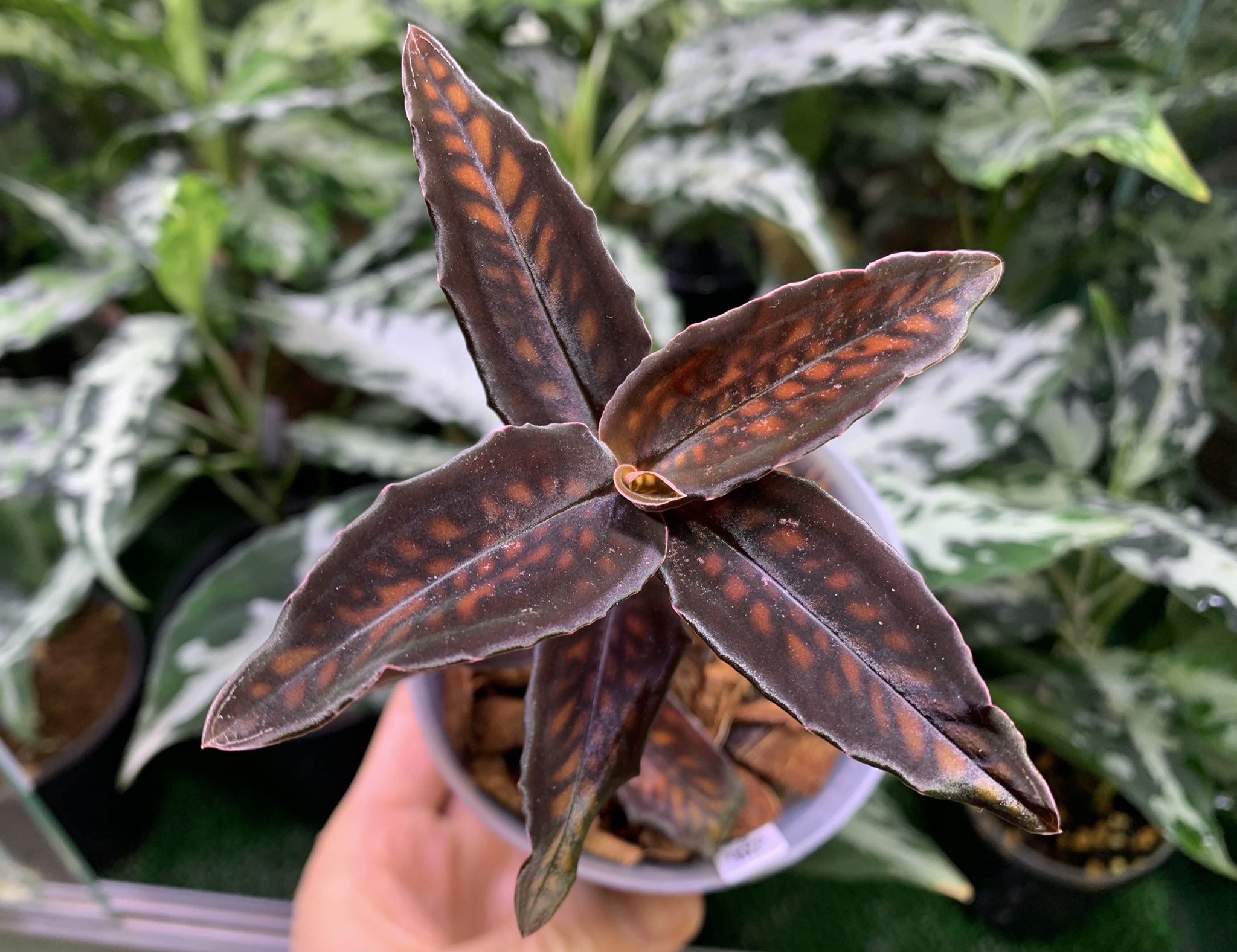 ミクロキルス トリダックスfrom Ecuador ジュエルオーキッド（赤トリ