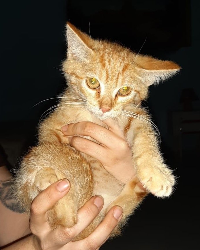 Solopar53137293's tweet photo. #Balaguer #AdopcioConjunta #XarxaBarcelonaAdopcions #XarxaCatalunyaAdopcions  Volem trobar adopció responsable per separat o conjunta,  per aquestes 3 preciositats. Contacte jo mateixa per dm! Són dos nens i una nena de tres mesos ♥️💞🐱 https://t.co/7XJrXO6pSw