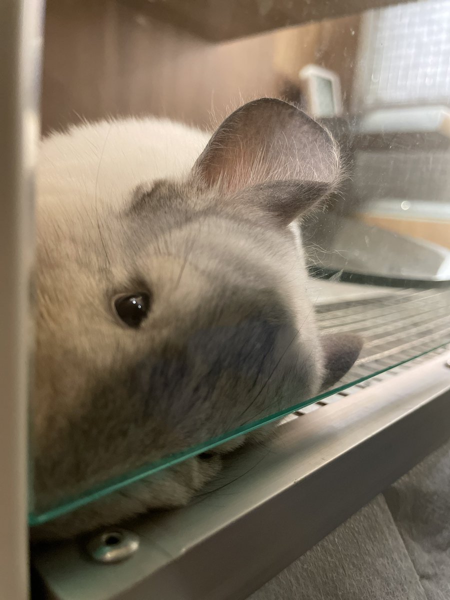 ChinchillaSoul's tweet photo. ドアて待っている
#chinchilla #チンチラ #doorguard https://t.co/XUu42FYg6u