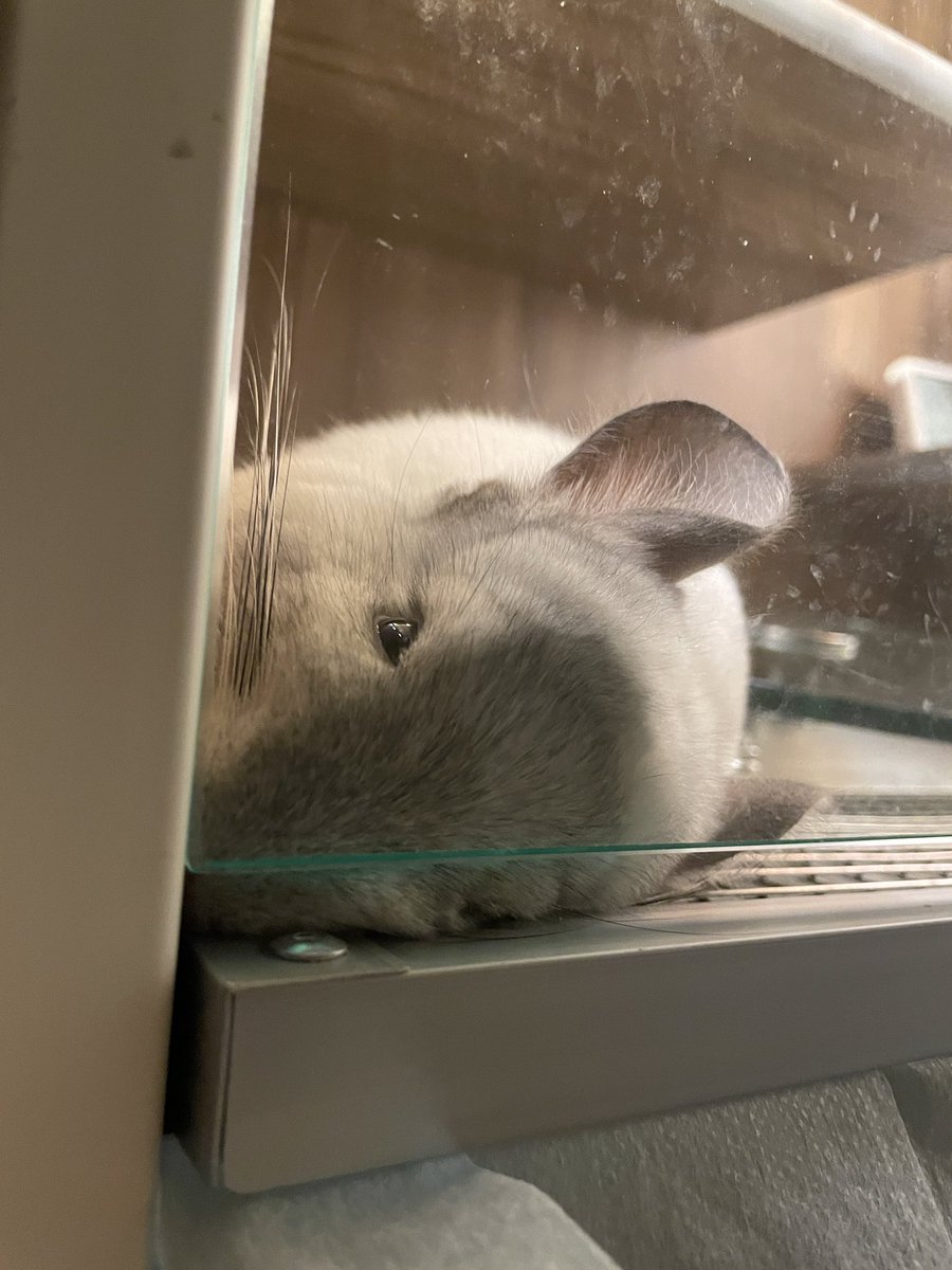 ChinchillaSoul's tweet photo. ドアて待っている
#chinchilla #チンチラ #doorguard https://t.co/XUu42FYg6u