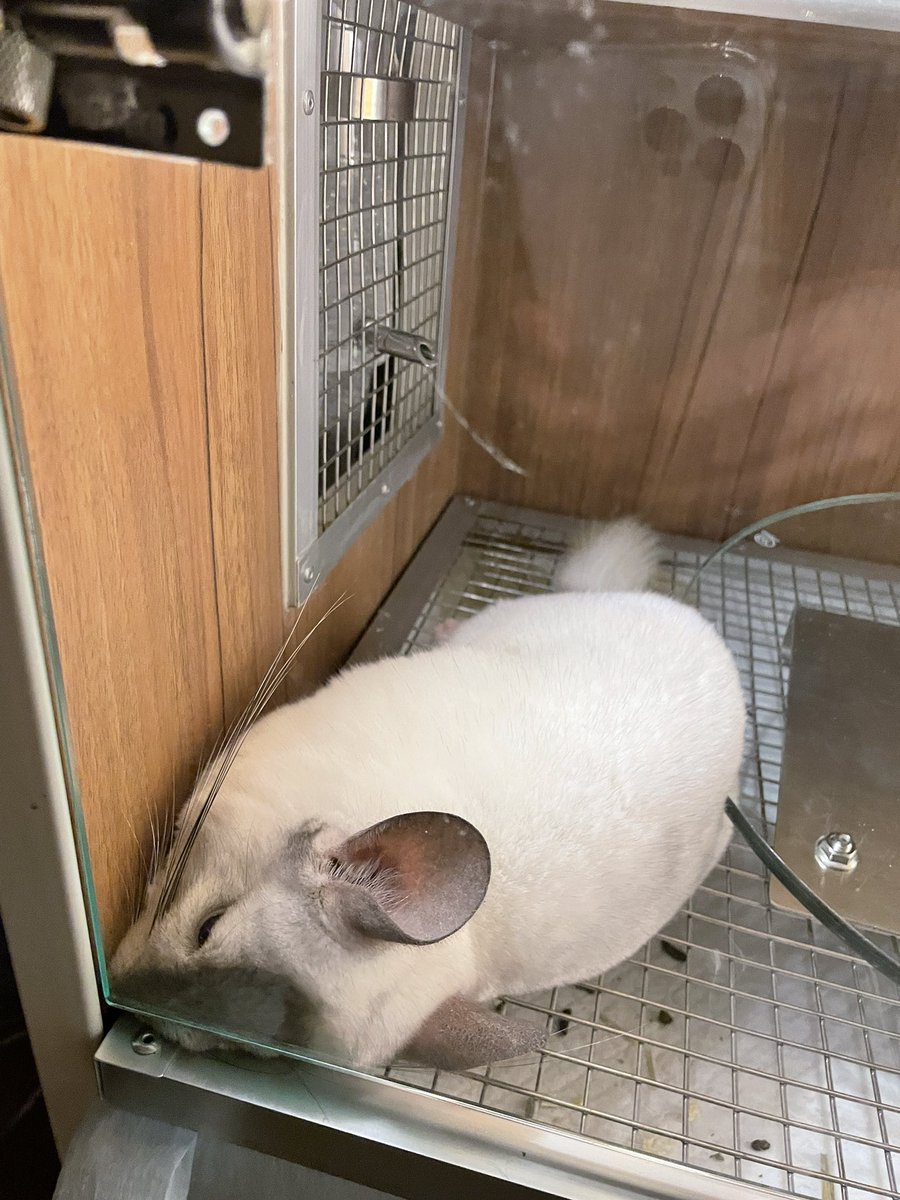 ChinchillaSoul's tweet photo. ドアて待っている
#chinchilla #チンチラ #doorguard https://t.co/XUu42FYg6u
