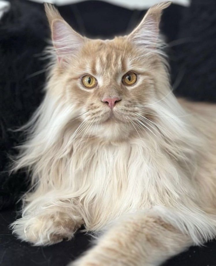 #cats #CatsOfTwitter #catlove #petportraits #illustration #DigitalArtist #CatsOnTwitter