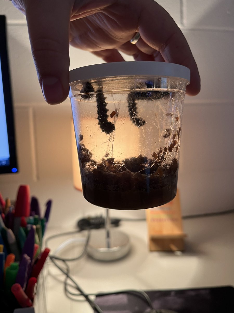 Shoutout to @MrsWestTMS for helping launch our PBL in 6th grade Rela! We are calling it “Butterflies of Hope”Check back in a few weeks to see what these caterpillars turn into 🐛🦋 I’m excited to see how the kids come up with their own small change to start a ripple of hope!