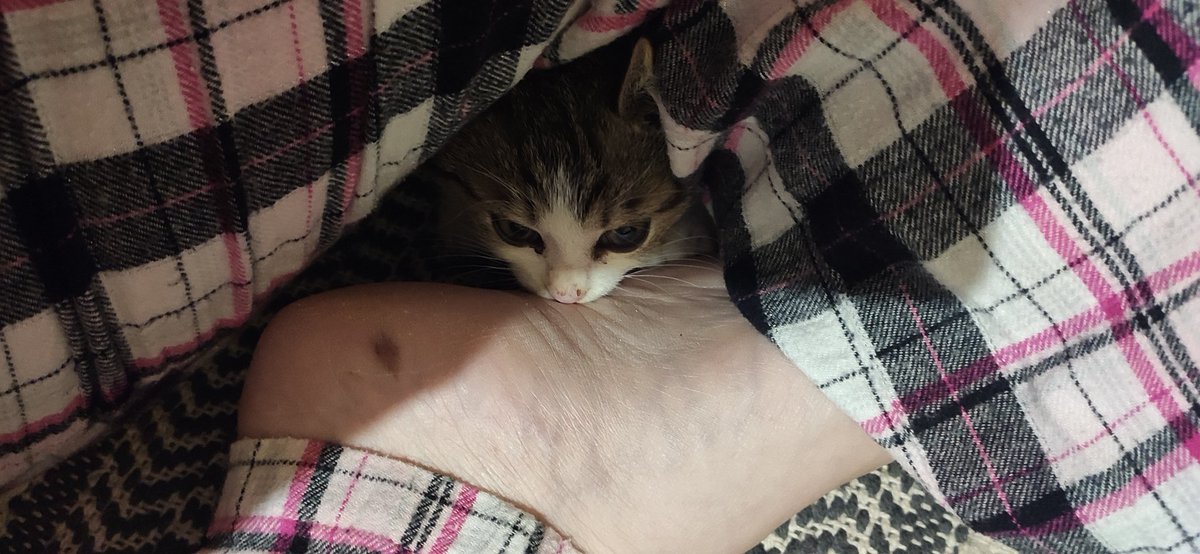 The new member of my family, Pumpkin  🎃 😺 #CatsOfTwitter #Cat