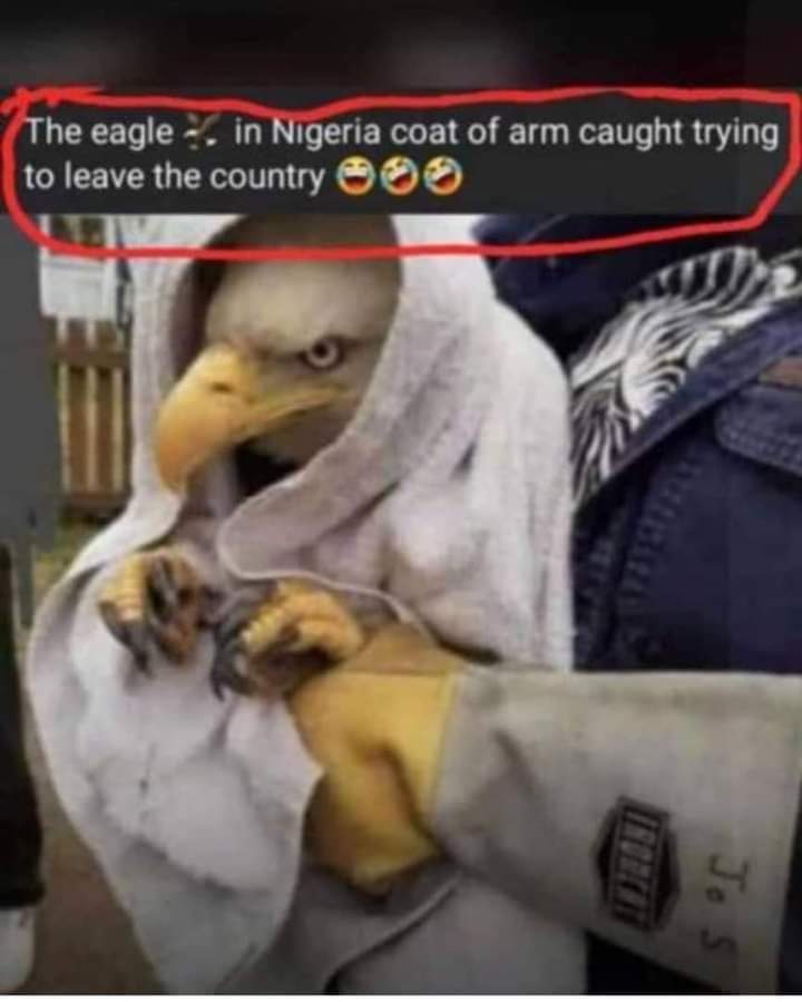 The eagle in Nigeria's coat of arm, caught trying to leave the country 😂😂😂
