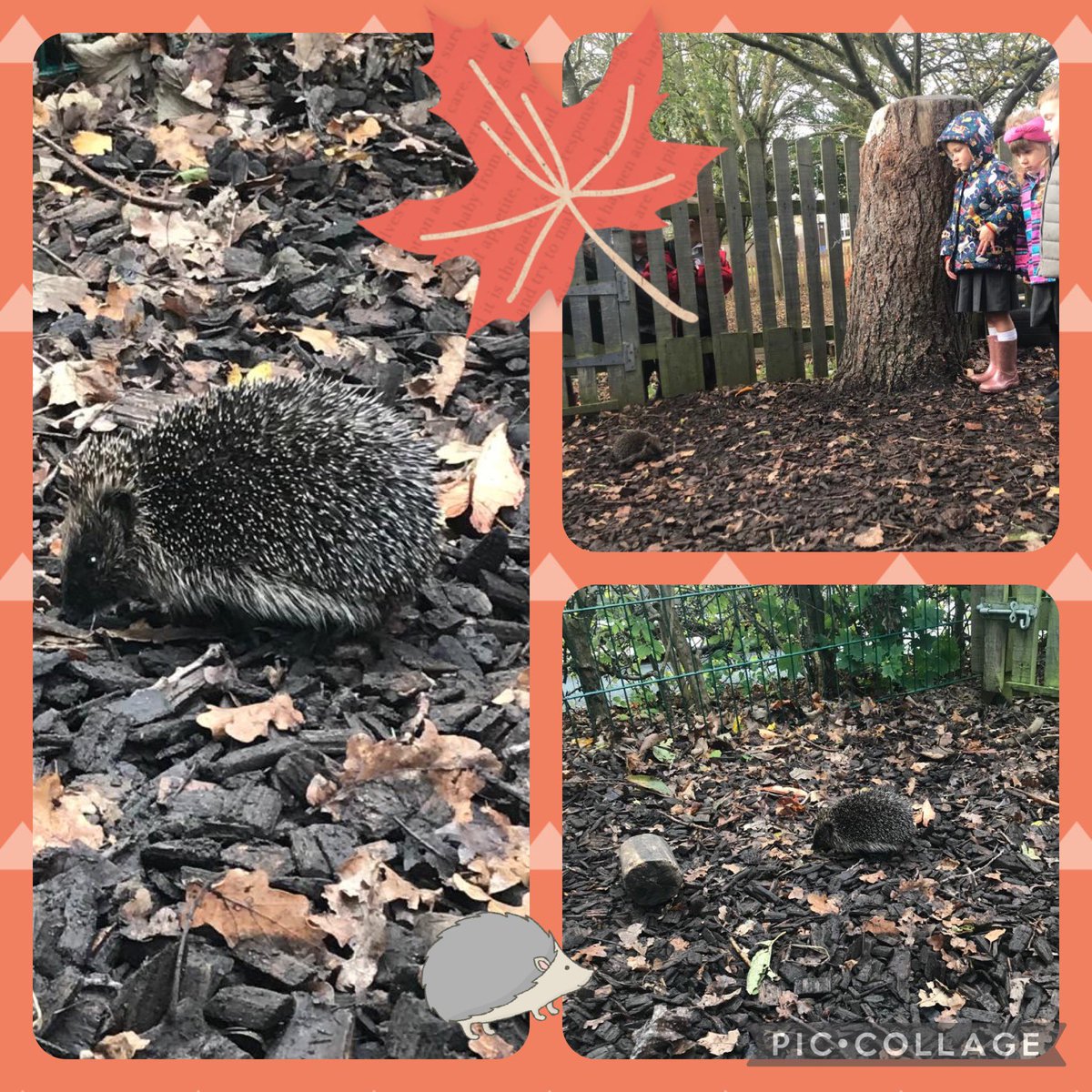 GreatwoodCPS's tweet photo. Today we had a very special visitor in our Reception outdoor area! @NSATgreen #hedgehog #inthemomentplanning https://t.co/sQzkQTd0ZR