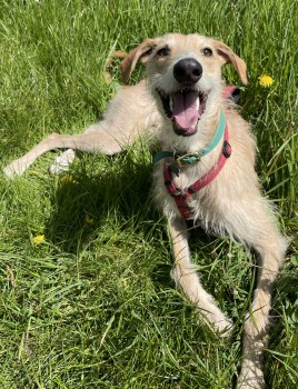 millypod1's tweet photo. 🆘4 NOV 2022 #Lost TURNIP #ScanMe
Lurcher Male
Swordale Woods #Evanton #Dingwall #Scotland #IV16
SLIPPED HARNESS AND CHASED A DEER INTO THE WOODS, SEEN TO HAVE RUN IN THE OPPOSITE DIRECTION TO EVANTON
SIGHTINGS PLZ ☎️07710995096/07903904468
https://t.co/YqjvxNxEN9 https://t.co/y8cickBwbz