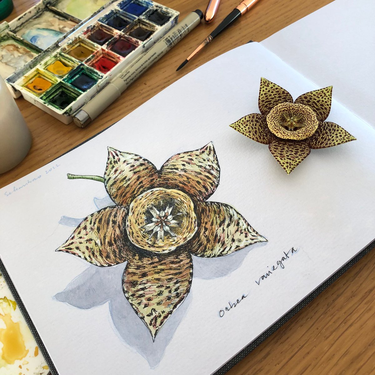 Lucia_Antunes's tweet photo. Sunday Sketch // Orbea variegata

#scientificillustration #scientificart #nature #naturedrawing #ilustração #ilustration #sketchbook #sketching #fieldsketching #sketchbookdrawing #sketchbookart #watercolor #botanicalart #botanicalpainting #flowers #Orbeavariegata #succulents https://t.co/kQDvKAhibs