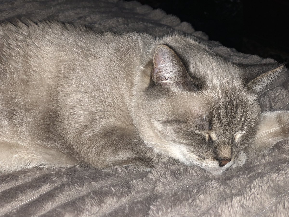 purple_foxa's tweet photo. Sleep mood from Eva cat 😴😴😴#Bullish #BullRun #catlovers #signal #nightcat #Evacat #CatsOfTwitter https://t.co/PTTmkWQT7E