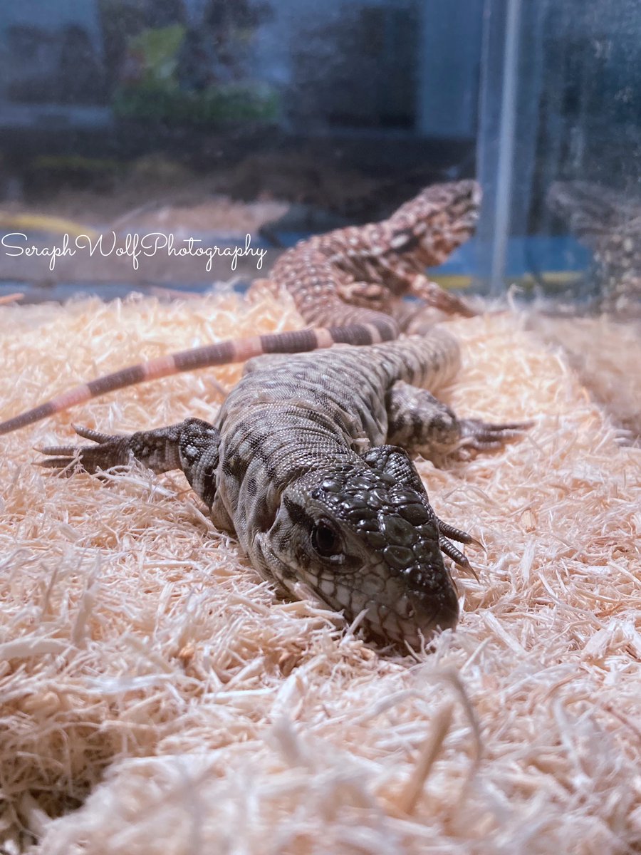 SWPhotography95's tweet photo. I love photographing reptiles 🐍 #reptiles #photography #reptilephotography https://t.co/i6nO9OKRTm