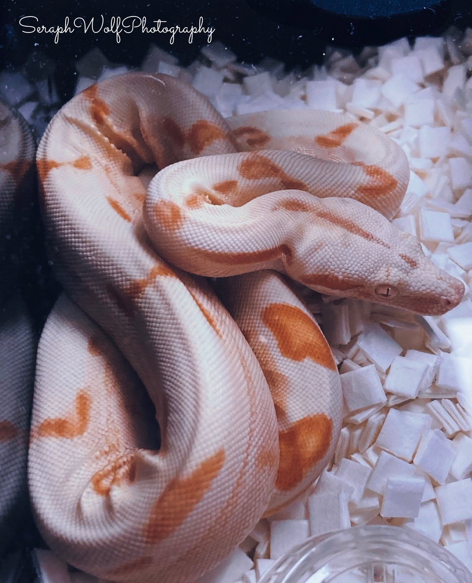SWPhotography95's tweet photo. 🐍🦎 #reptile #reptileexpo #photography https://t.co/YHHVLlzeoI