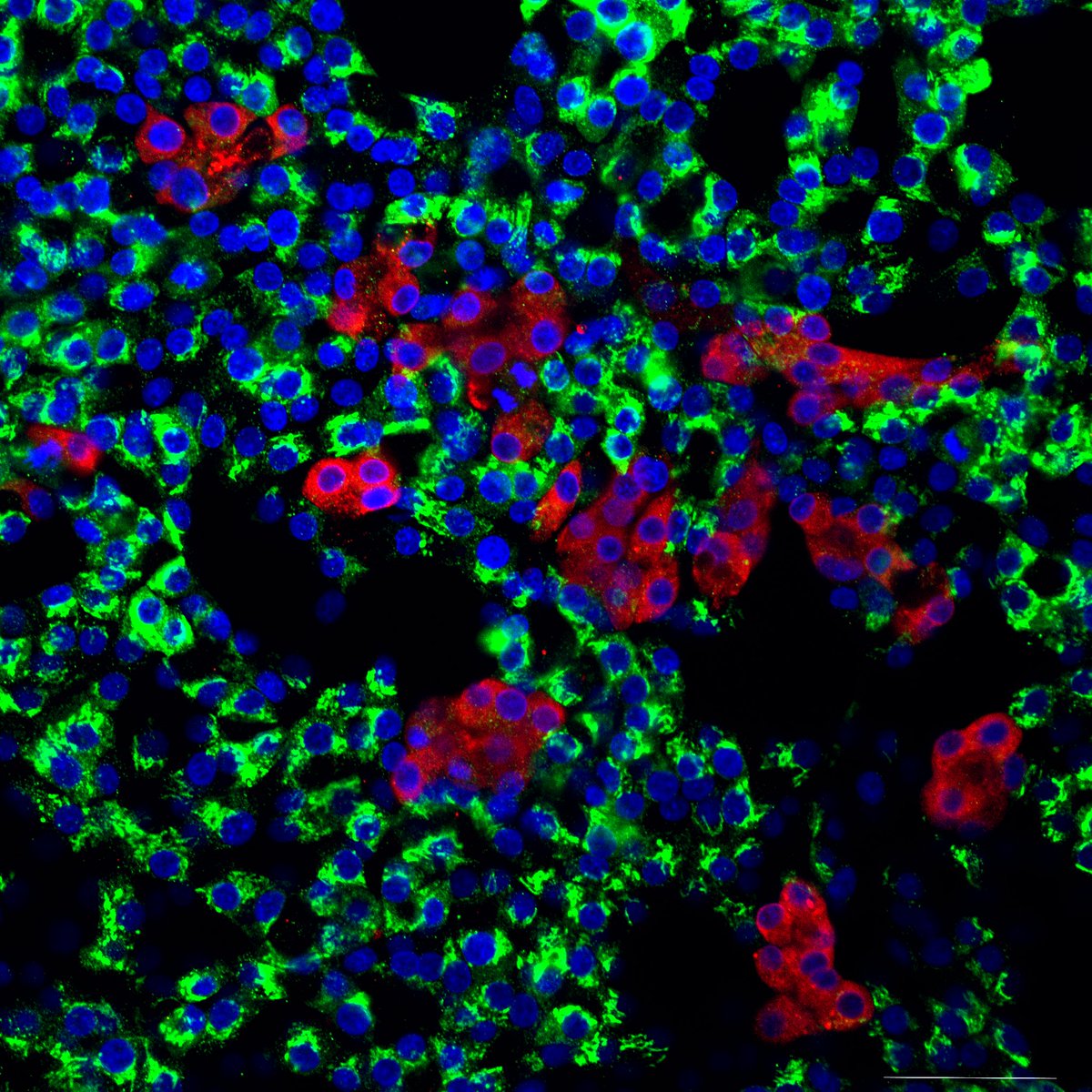 New <a href="/SciSignal/">Science Signaling</a> research shows that compounds that indirectly target #SARSCoV2 by inhibiting host enzymes can block viral replication in cells—suggesting similar host-directed strategies could address the need for new antiviral therapies for #COVID19. scim.ag/sc