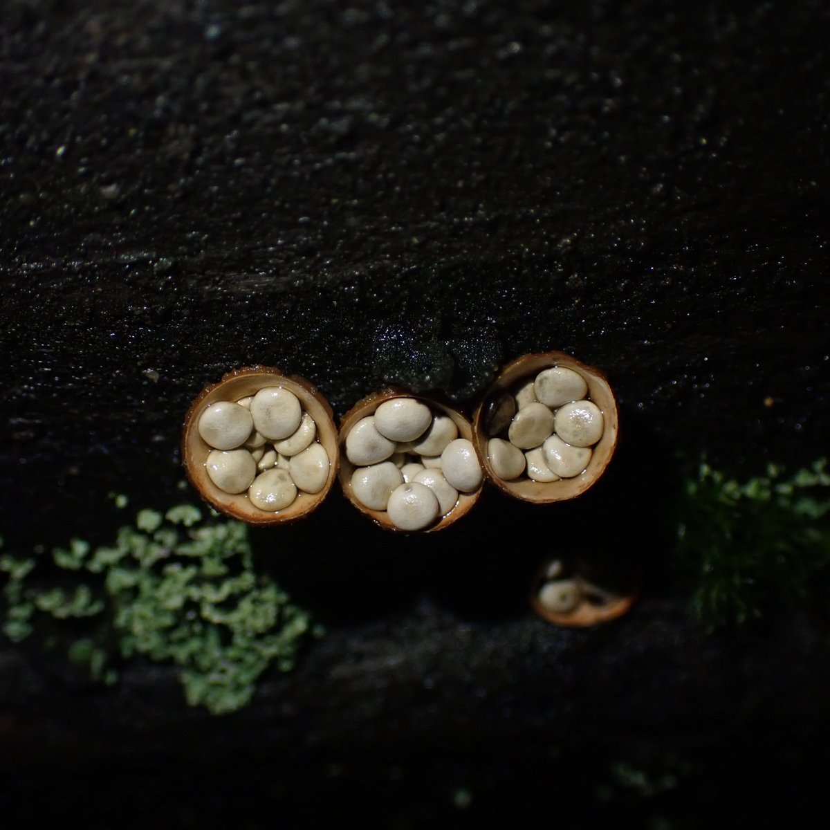 Charlotte Rankin tweet media