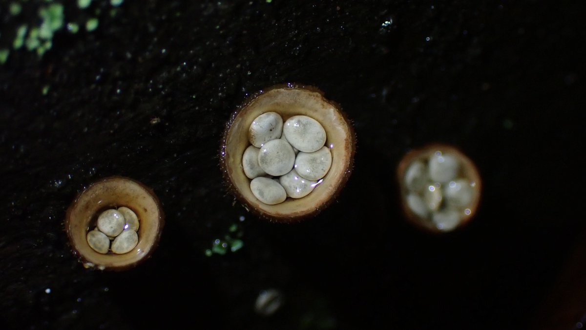 Charlotte Rankin tweet media