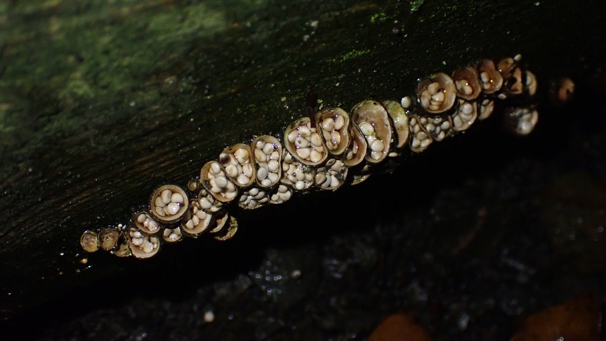 Charlotte Rankin tweet media