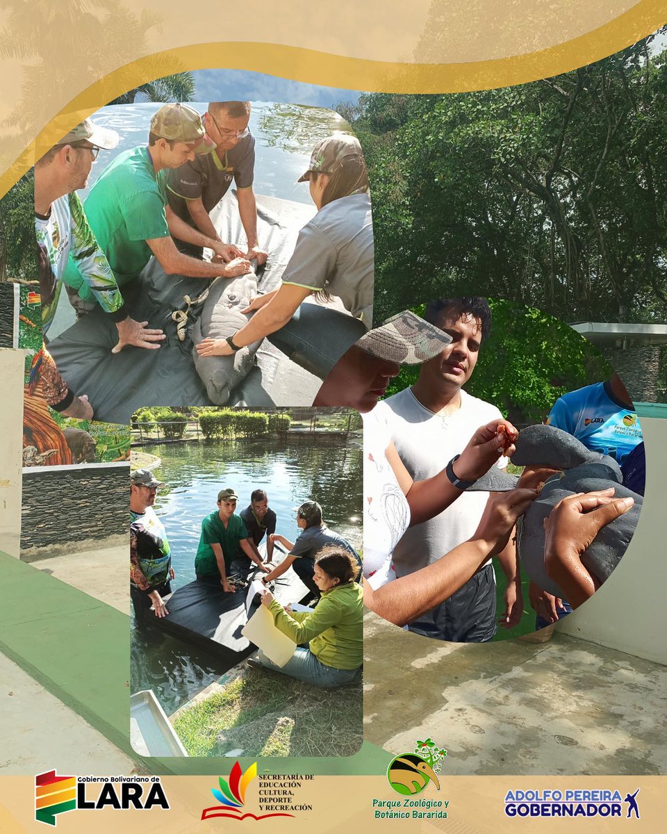Parque  Bararida se llena de alegría. Celebramos el nacimiento en cautiverio de un bebé Manatí. Convirtiéndose en el octavo manatí dentro de nuestro querido zoológico💚
¡Está ha sido una semana especial para nosotros! ✨