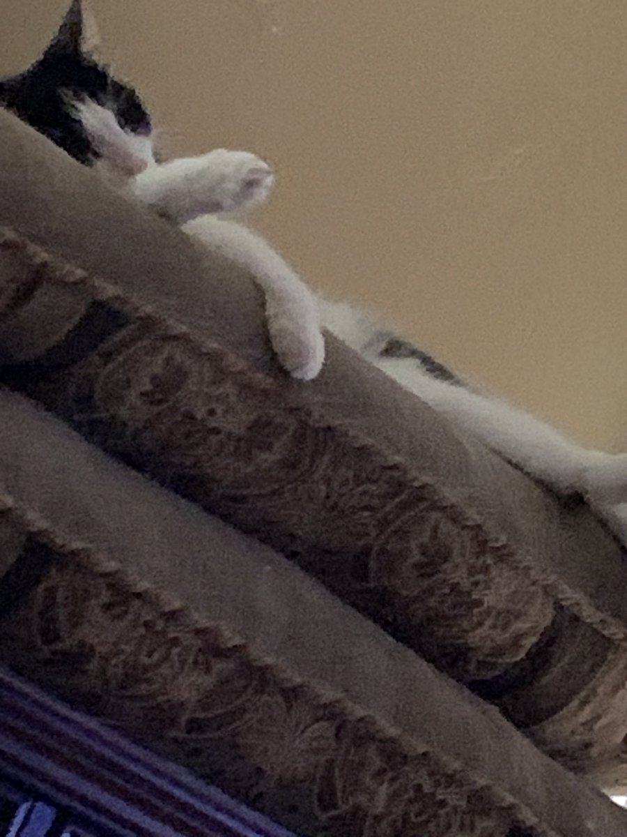 The Prince and the Pea! Oscar never has enough pillows. 💙❤️🐈‍⬛🐾 #AdoptDontShop #cat #cats #CatsLover #CatsOfTwitter #feline #kitty #pets