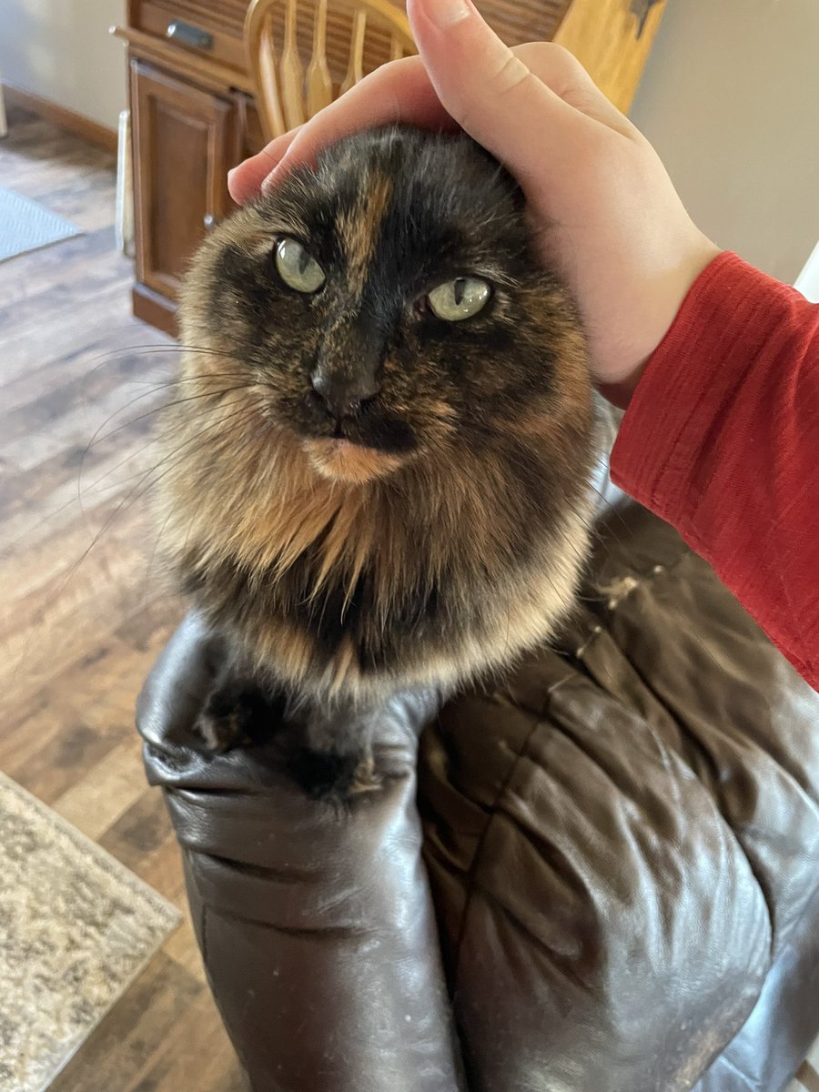 Lettuce (@lettucethecat) on Twitter photo 