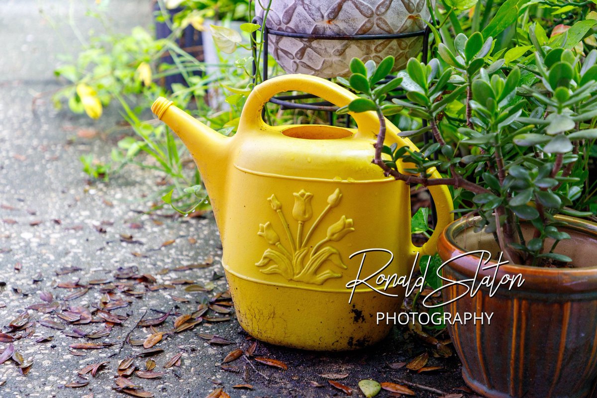 RSlatonPhoto62's tweet photo. Watering Can
#renaissanceron62 #blessed #owntheroom #photographer #writer  #business #entrepreneur #florida #freelance #orlando #photography #tampa #tampabay #canonusa #canoneos #t6i #6dmk2 https://t.co/8nnz15gbYA
