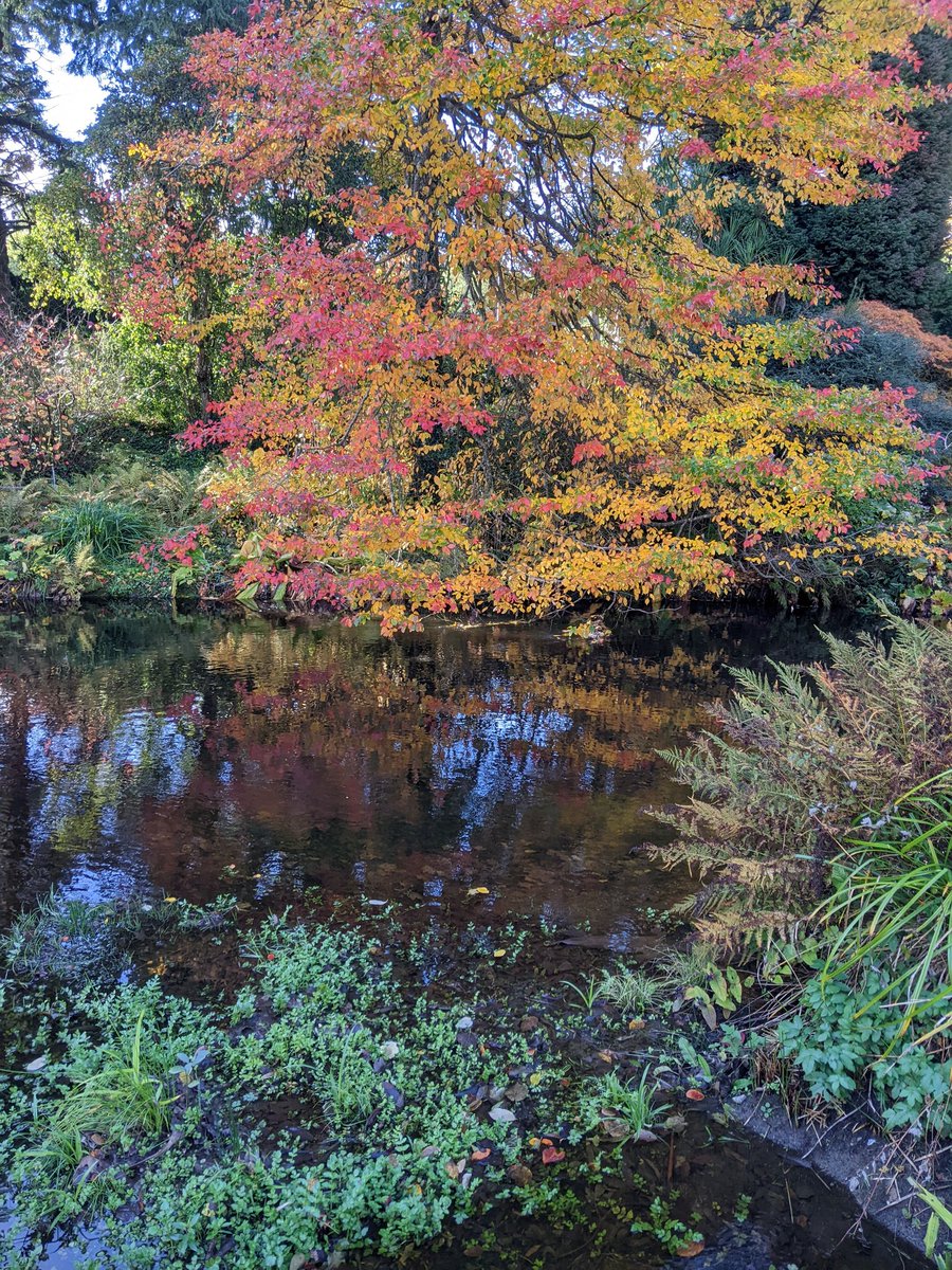 464stet's tweet photo. @JAPANinUK ok.. you win! but Ireland can be lovely too: Mount Usher https://t.co/Yu4rqa4IBh