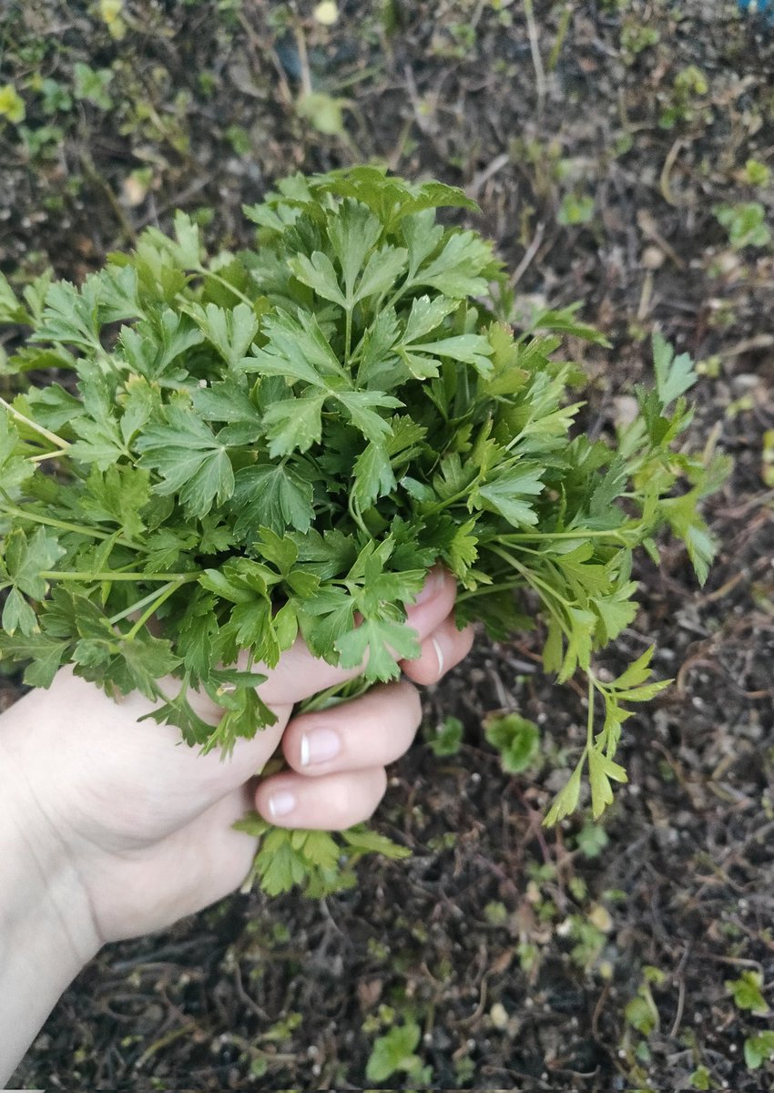 Saksıdaki son hasatlar ☘️