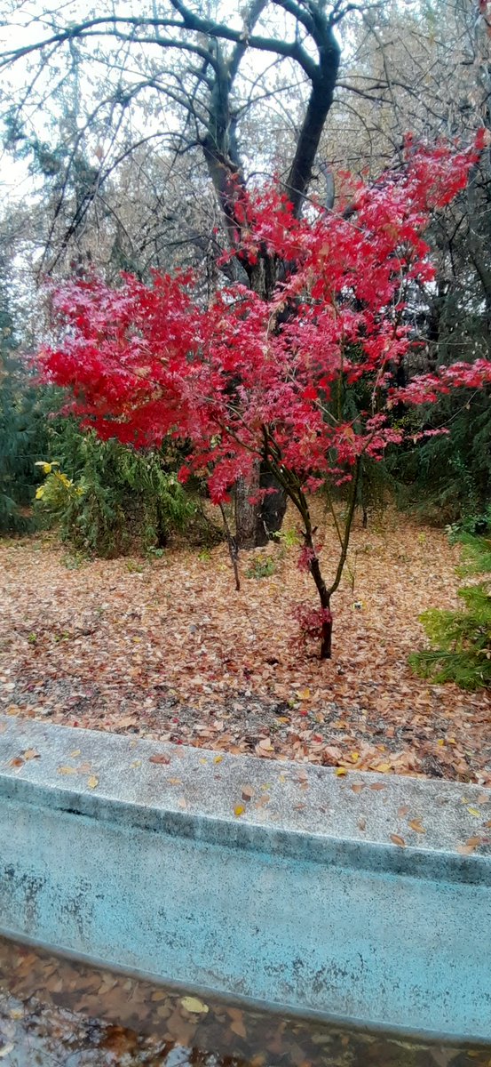 Khuroo_Kashmir's tweet photo. #Japanese #maple (#Acer #palmatum) at #Kashmir #University #Botanical #Garden 
#Fall2022 
#Autumn2022 https://t.co/wWiCu111yW