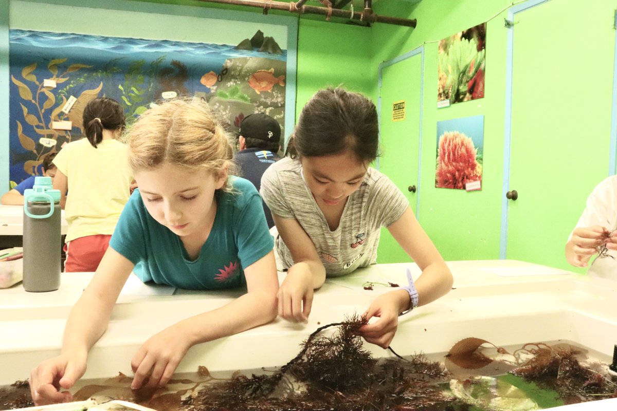 CIMI_Science's tweet photo. Happy Monday Morning friends! Students have the opportunity to learn about the different species of algae and their ecological importance. Let's make an algae press! #OutdoorEnvironmentalEducation #SantaCatalinaTrips #AlgaeArt #FourOutOfFiveBreaths #CIMIFoxLanding https://t.co/IvIbIJTgEO