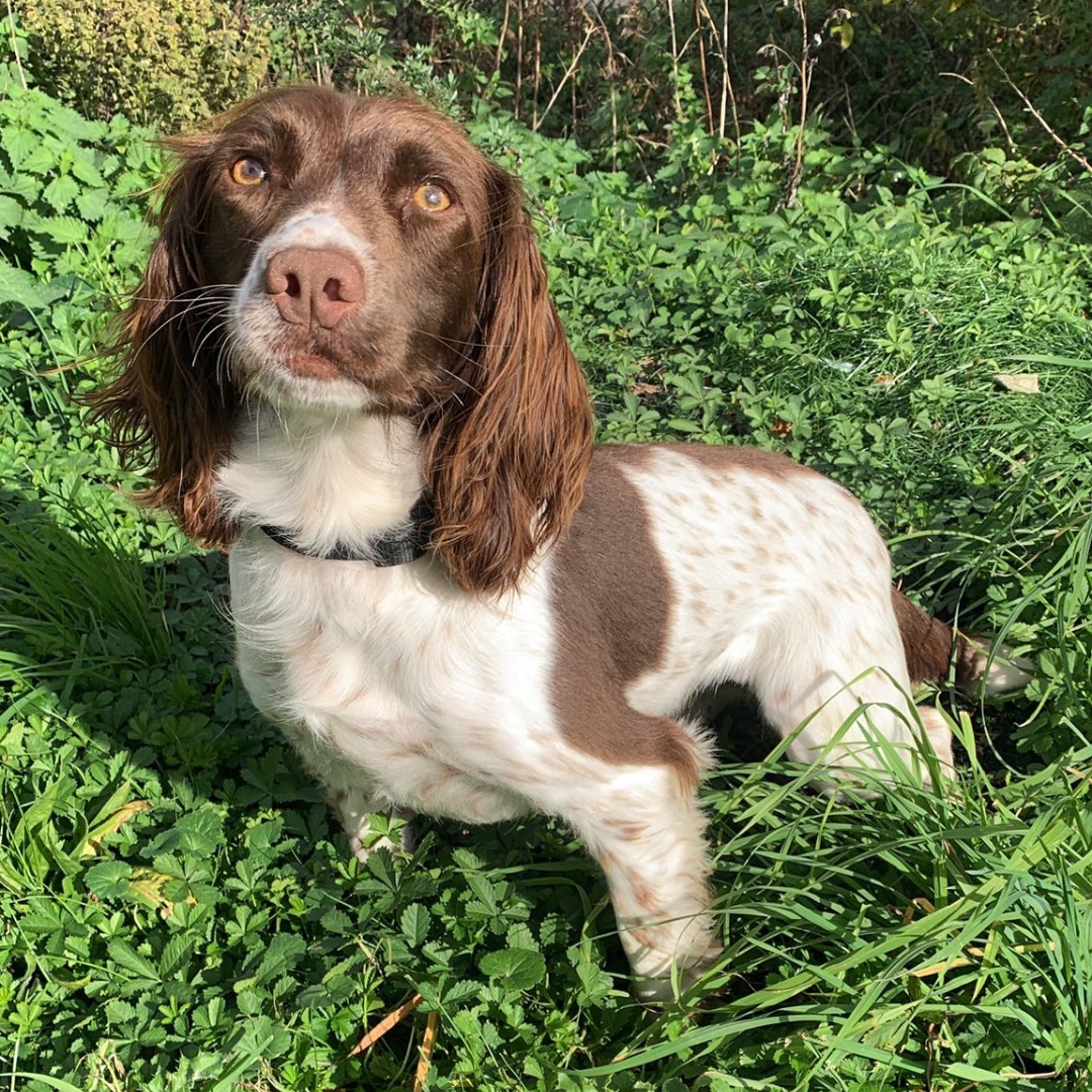 Provost Marshal (RAF)/Cdr ASF tweet media