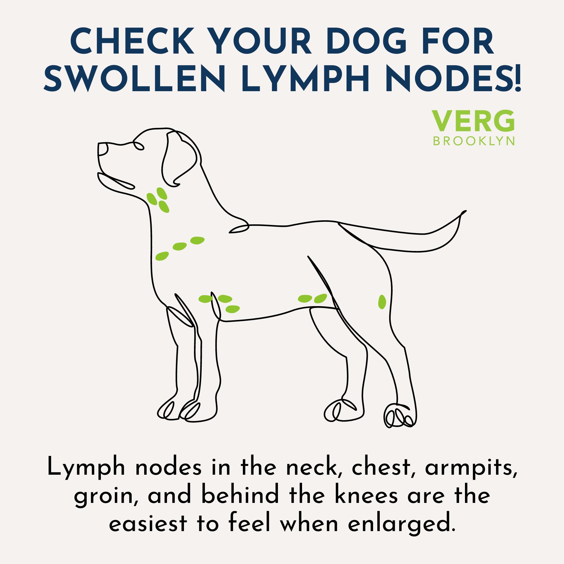 do-dogs-have-lymph-nodes-in-their-armpits