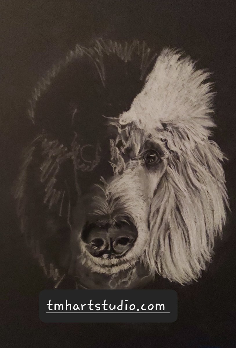 tmhartstudio's tweet photo. WIP Poodle charcoal drawing 9x12 on Strathmore black mixed media series 2of15 
#Dog #charcoal #drawing #Artists #poodle https://t.co/uNISH78X3Q