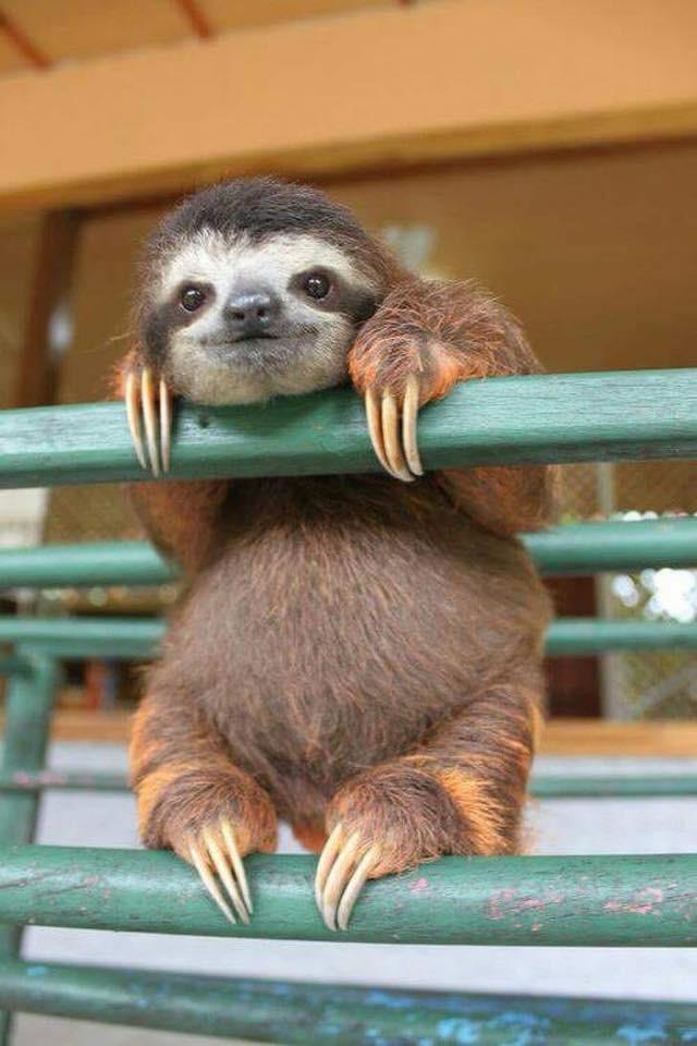 Baby sloth!!

📸 Bubba_duckling on Reddit